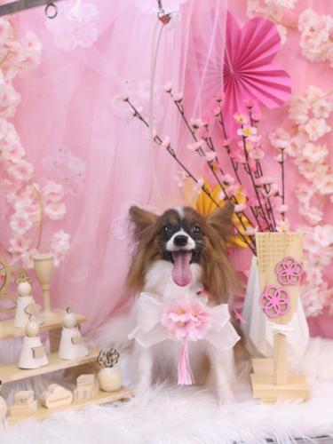 20250312ラナちゃん